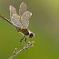 thumbs/IMG_9825.jpg